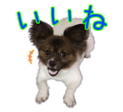 Tiger of a Papillon sticker #13744600