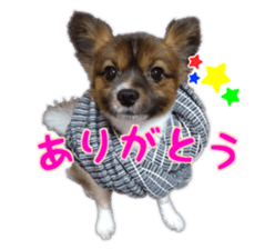 Tiger of a Papillon sticker #13744601