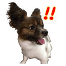 Tiger of a Papillon sticker #13744603