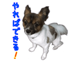 Tiger of a Papillon sticker #13744605