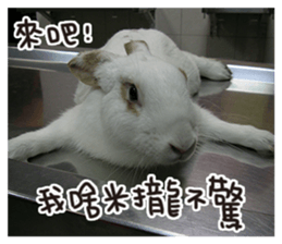 HoHo & Cola Photo Sticker sticker #13747669