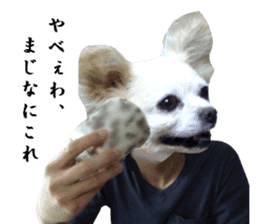 Chihuahua man 2 sticker #13749367