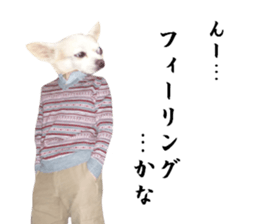 Chihuahua man 2 sticker #13749369