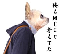 Chihuahua man 2 sticker #13749370