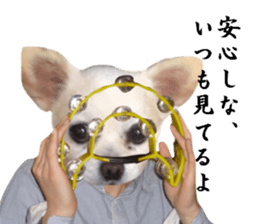 Chihuahua man 2 sticker #13749371