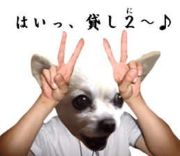 Chihuahua man 2 sticker #13749372