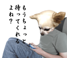 Chihuahua man 2 sticker #13749373