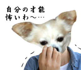 Chihuahua man 2 sticker #13749374