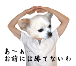 Chihuahua man 2 sticker #13749375