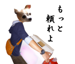 Chihuahua man 2 sticker #13749378