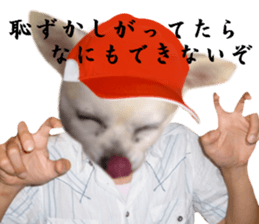 Chihuahua man 2 sticker #13749379