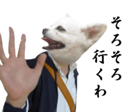 Chihuahua man 2 sticker #13749380