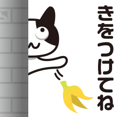 Peeping cat and Mandrillus sphinx