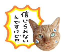 Many cats Sticker 2 sticker #13750662