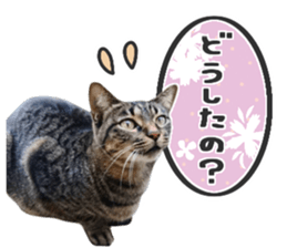 Many cats Sticker 2 sticker #13750663