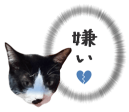 Many cats Sticker 2 sticker #13750671