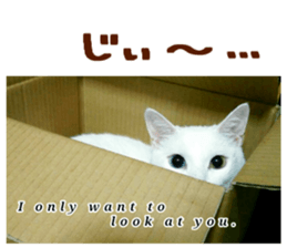 Many cats Sticker 2 sticker #13750684