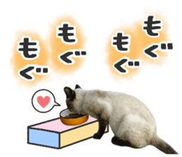 Many cats Sticker 2 sticker #13750688