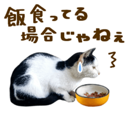 Many cats Sticker 2 sticker #13750689