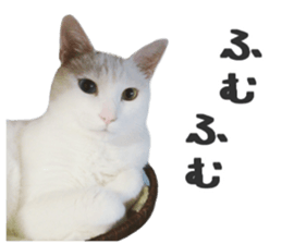 Many cats Sticker 2 sticker #13750692