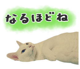 Many cats Sticker 2 sticker #13750693