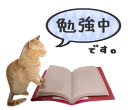 Many cats Sticker 2 sticker #13750694