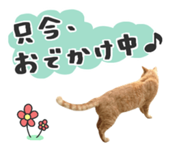 Many cats Sticker 2 sticker #13750695