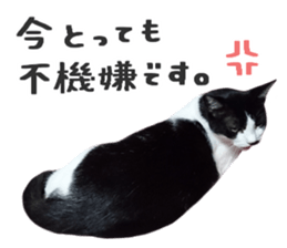 Many cats Sticker 2 sticker #13750696