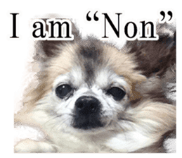 Chihuahua,"Non"(English) sticker #13751398