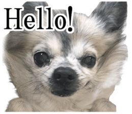 Chihuahua,"Non"(English) sticker #13751399