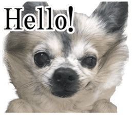 Chihuahua,"Non"(English) sticker #13751399