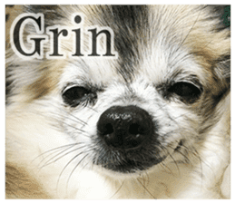 Chihuahua,"Non"(English) sticker #13751400