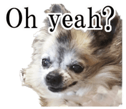 Chihuahua,"Non"(English) sticker #13751401