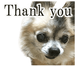 Chihuahua,"Non"(English) sticker #13751402