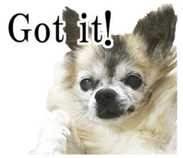 Chihuahua,"Non"(English) sticker #13751403