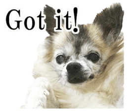 Chihuahua,"Non"(English) sticker #13751403