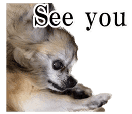 Chihuahua,"Non"(English) sticker #13751404