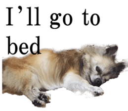 Chihuahua,"Non"(English) sticker #13751405