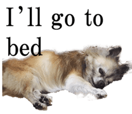 Chihuahua,"Non"(English) sticker #13751405