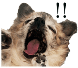 Chihuahua,"Non"(English) sticker #13751407