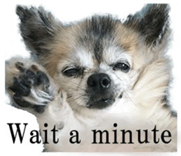 Chihuahua,"Non"(English) sticker #13751408