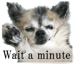 Chihuahua,"Non"(English) sticker #13751408