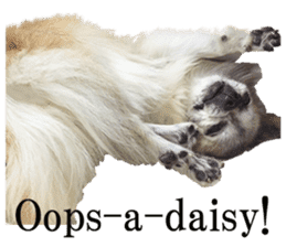 Chihuahua,"Non"(English) sticker #13751409