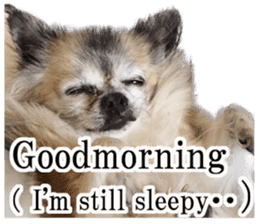 Chihuahua,"Non"(English) sticker #13751410