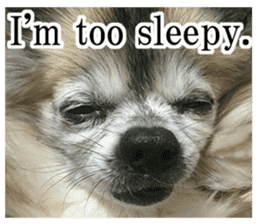 Chihuahua,"Non"(English) sticker #13751411