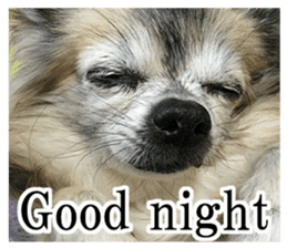 Chihuahua,"Non"(English) sticker #13751412