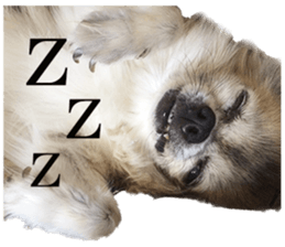 Chihuahua,"Non"(English) sticker #13751413