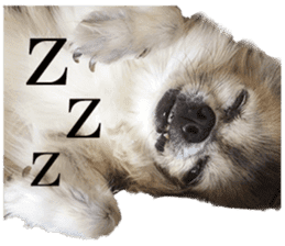 Chihuahua,"Non"(English) sticker #13751413