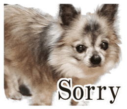 Chihuahua,"Non"(English) sticker #13751414