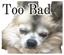 Chihuahua,"Non"(English) sticker #13751415